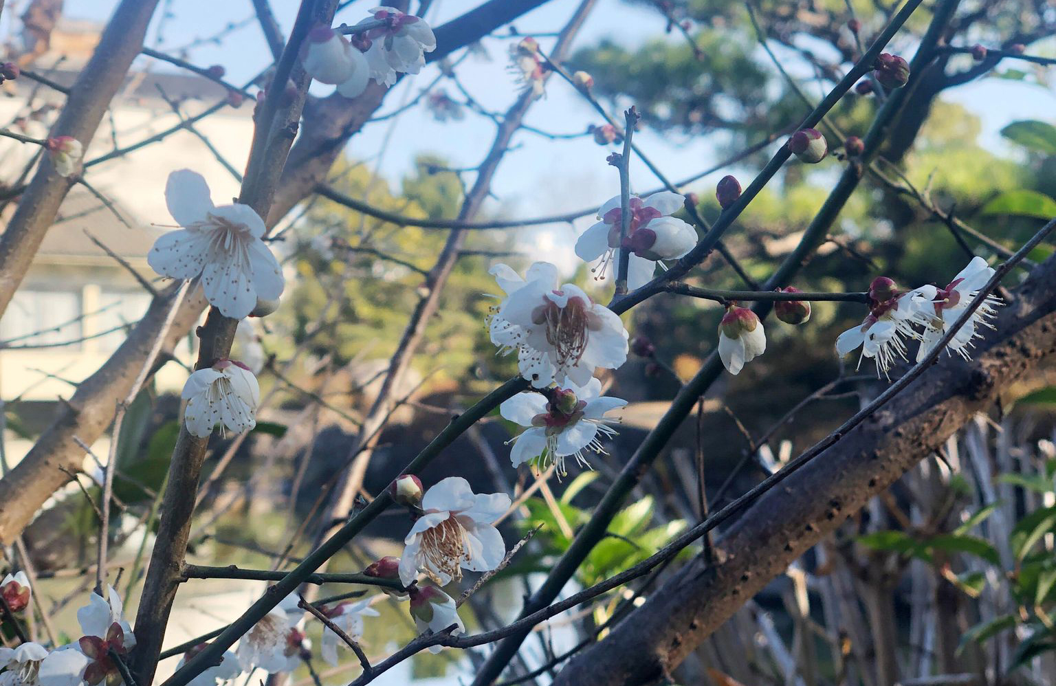 春の訪れを感じる冬の日本庭園