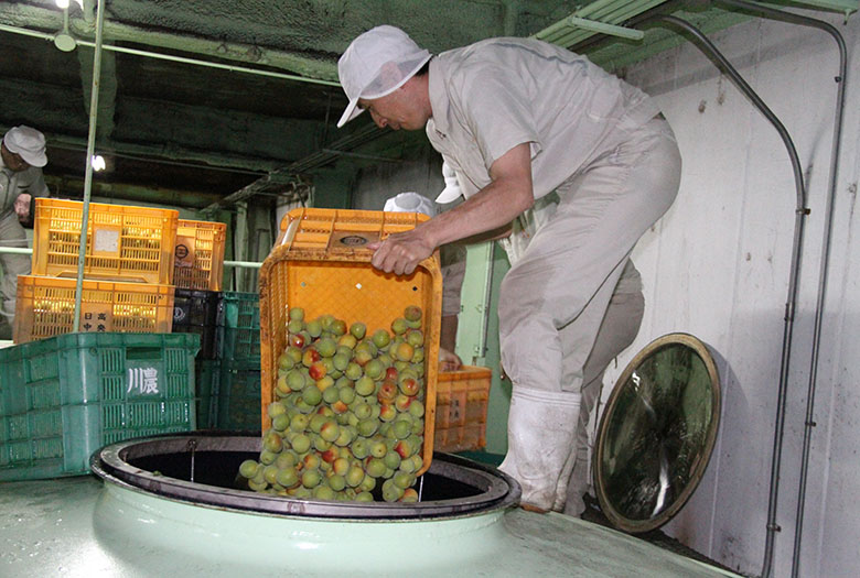 Umeshu Brewery 02