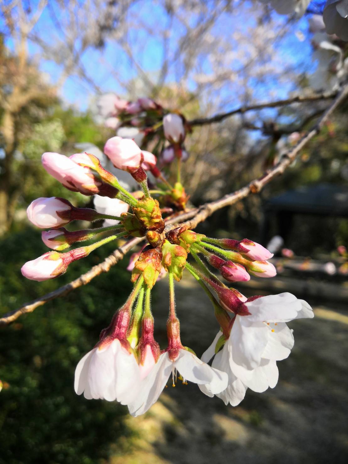 もうすぐ開花★