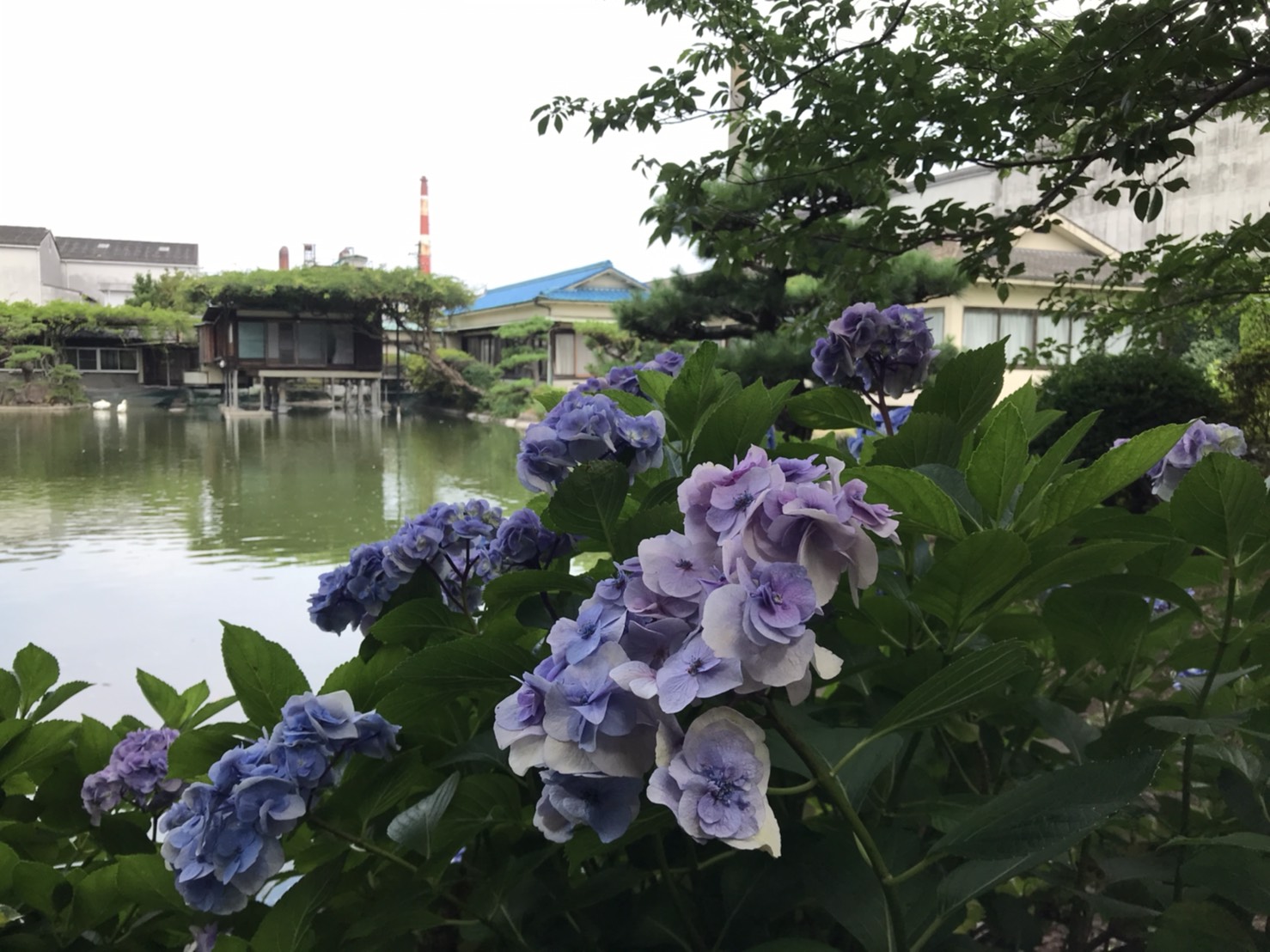 長久庵です。ギフトいかがですか？