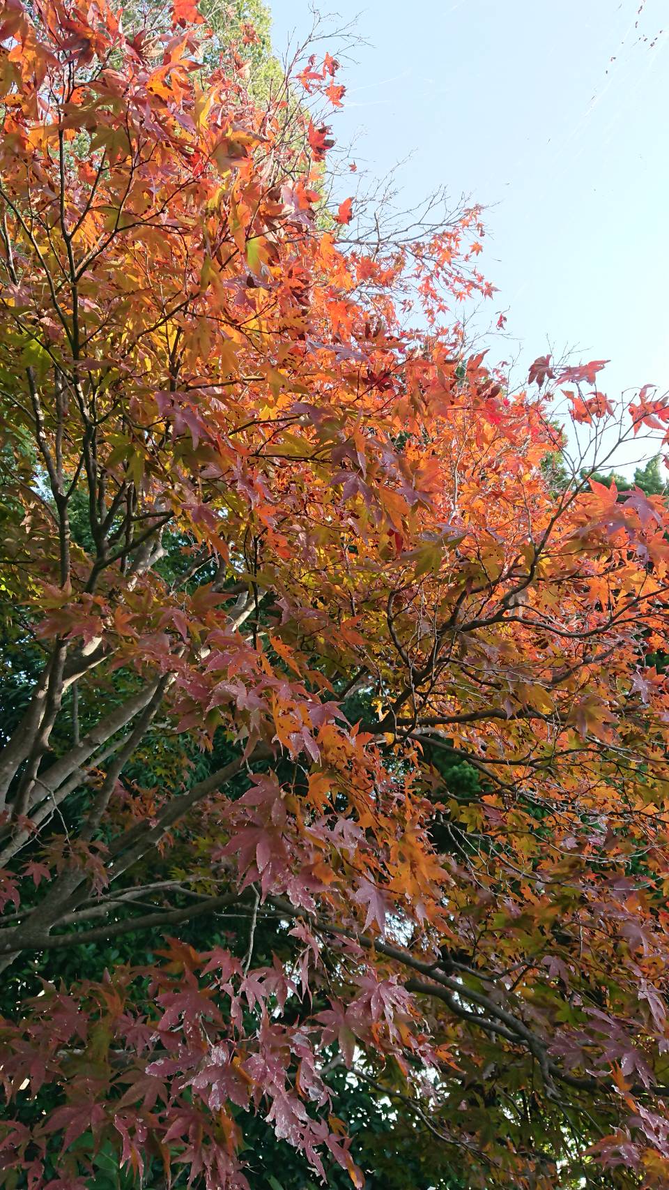 長久庵です！秋も深まってきました。