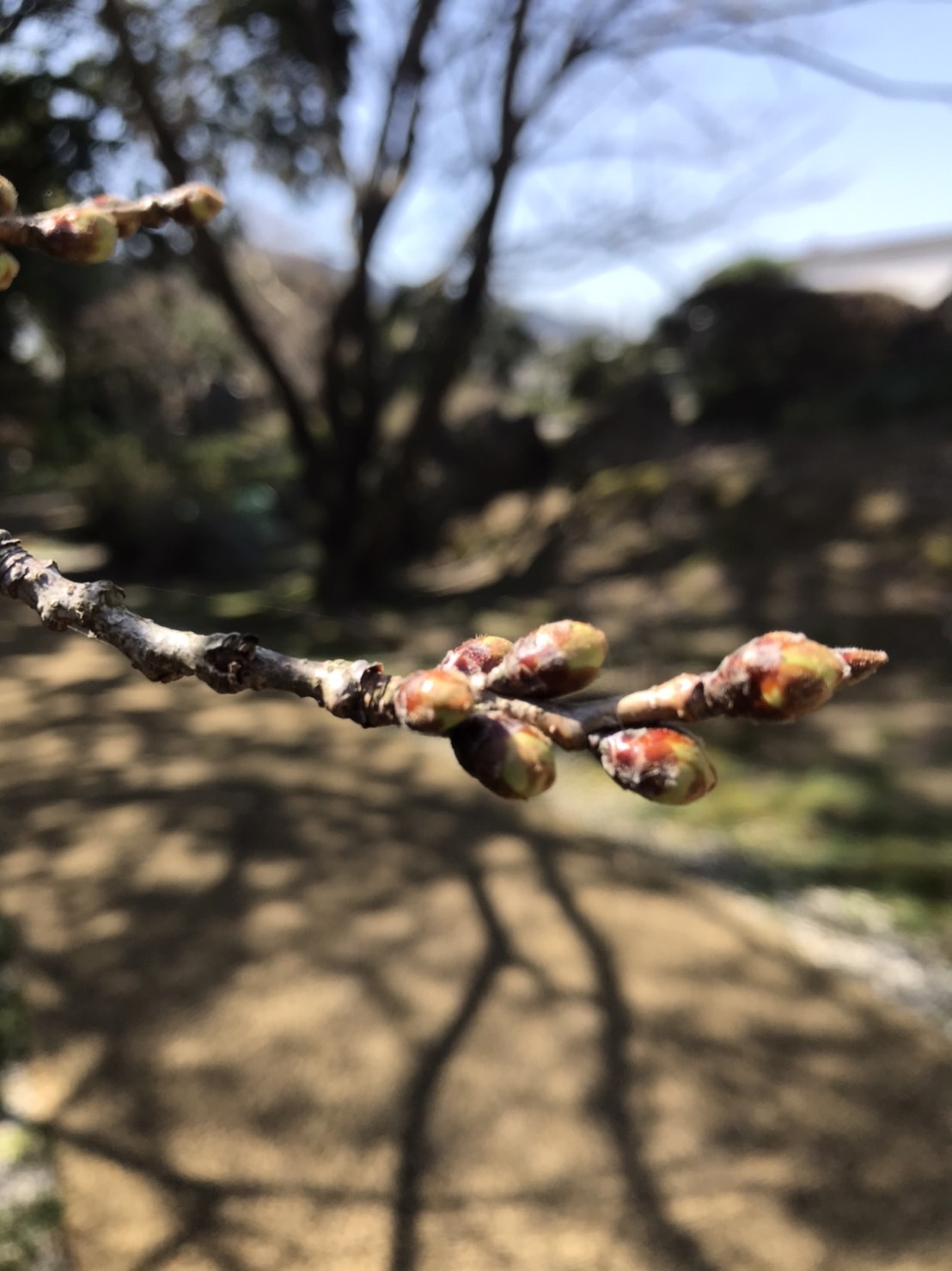 長久庵です。もうすぐ春ですね。