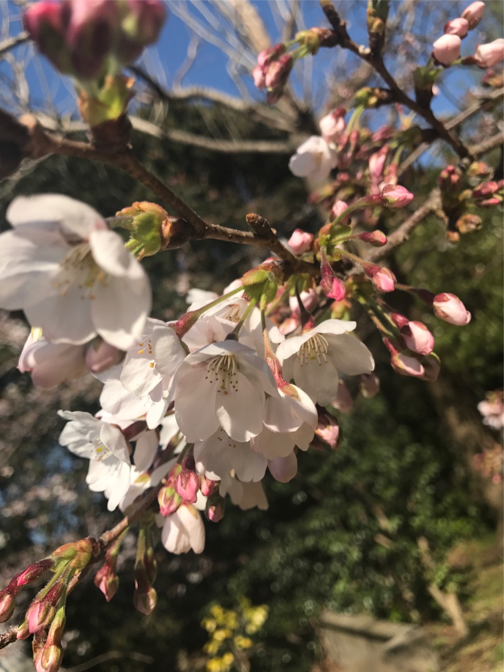日本庭園の新しい楽しみ方発掘！！
