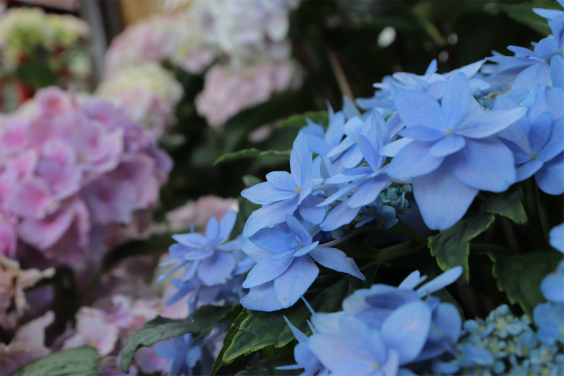 水無月、紫陽花、写真旅