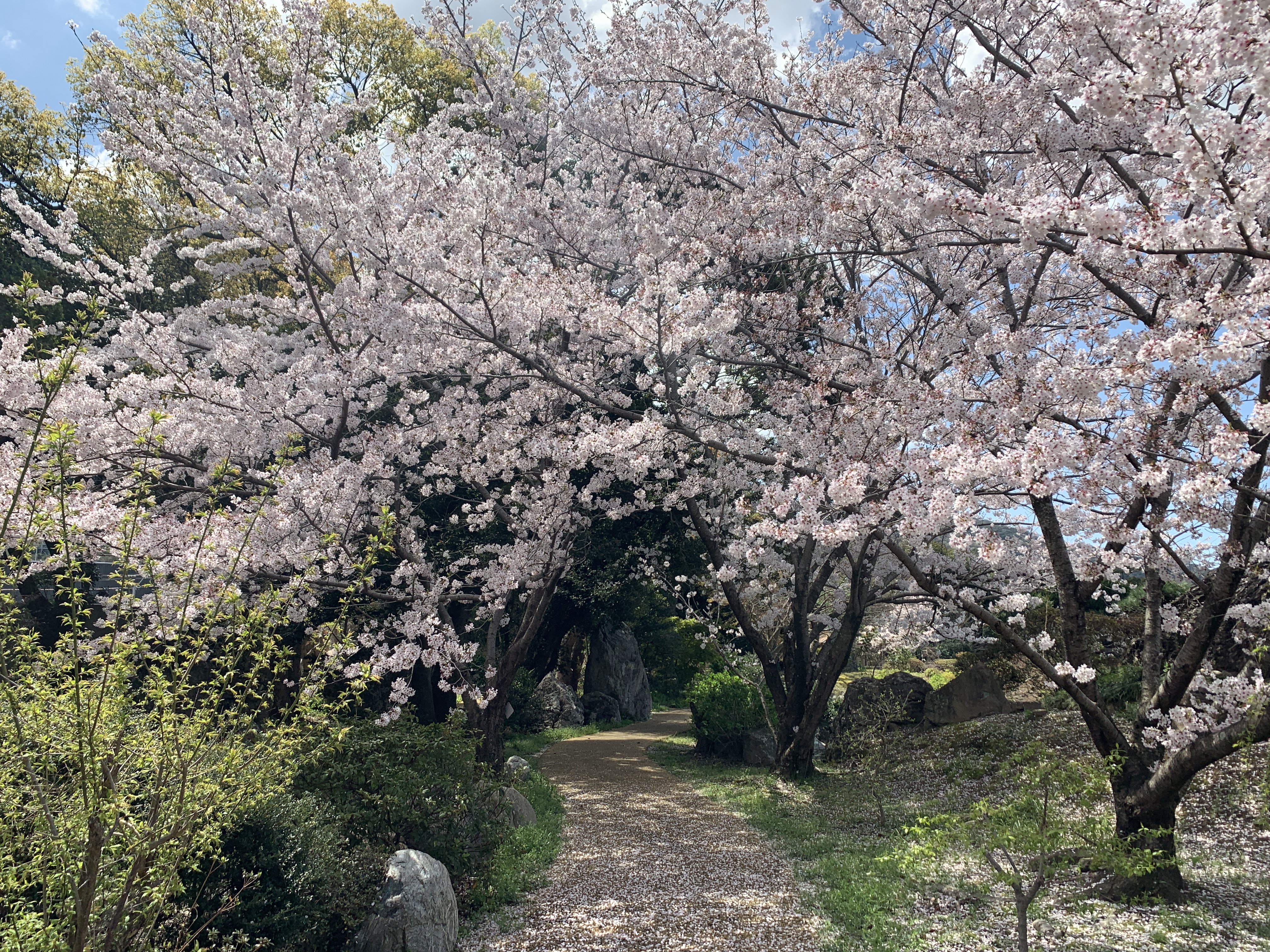 長久庵です。春到来！