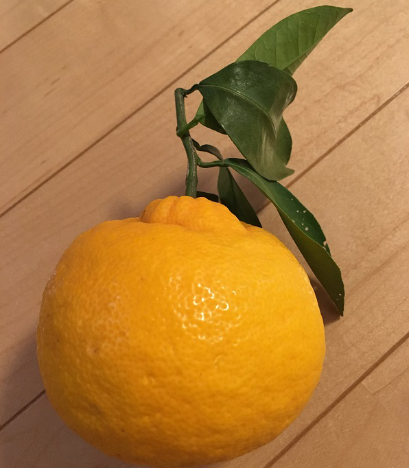 三宝柑