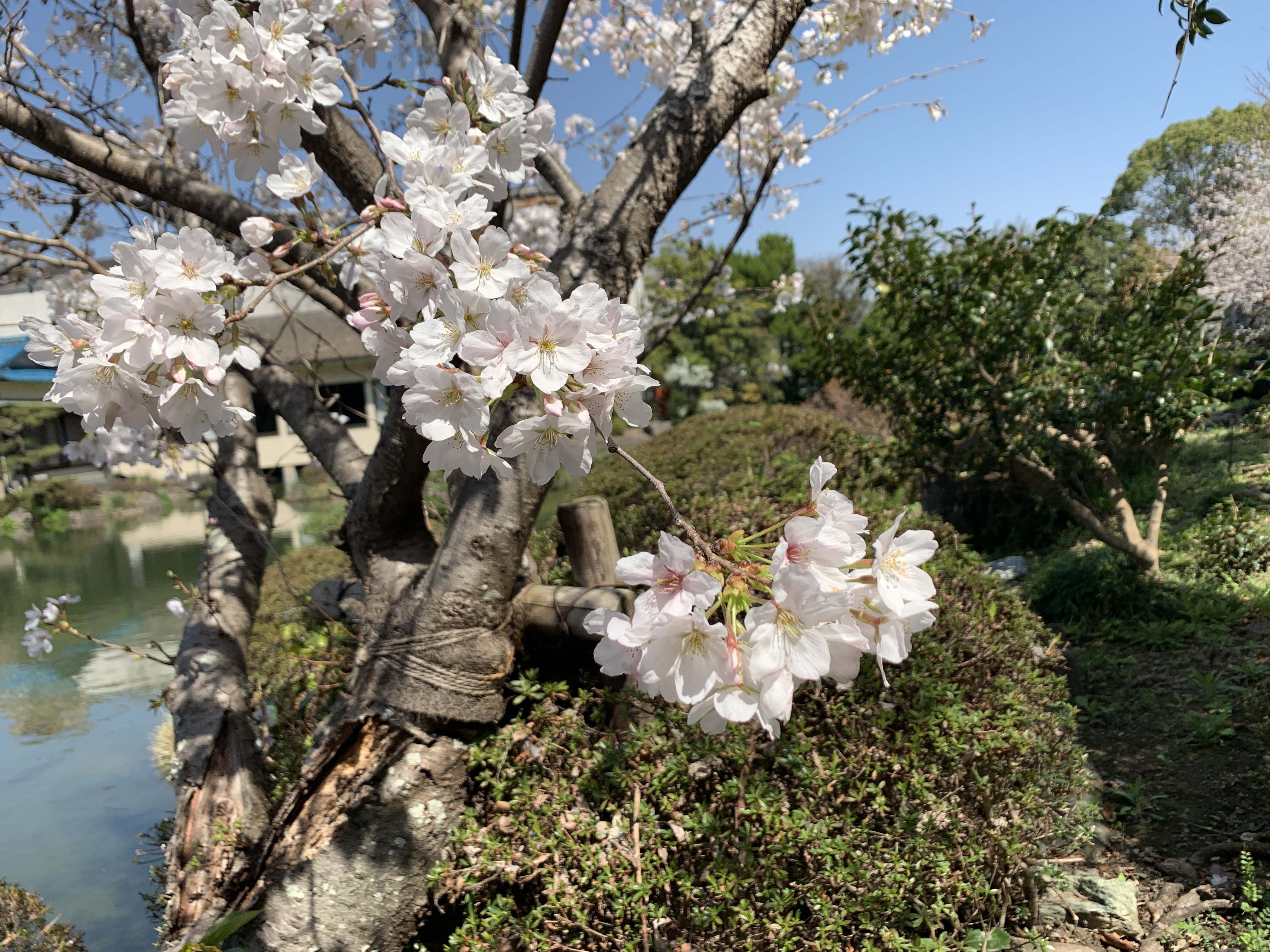 長久庵です。桜満開です♪