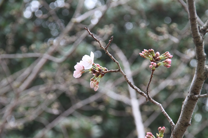 春はすぐそこ！