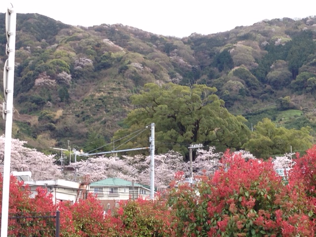 気になる木