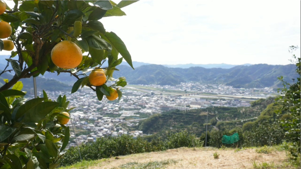 ito_1