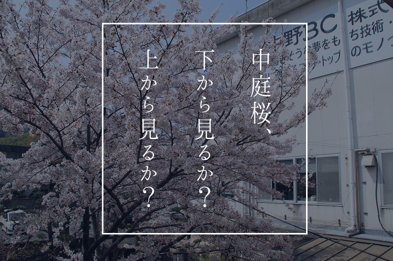 中庭桜、下から見るか？上から見るか？
