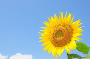sunflower-2458037_960_720