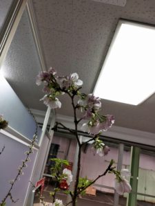 写真 2018-04-06 15 45 49