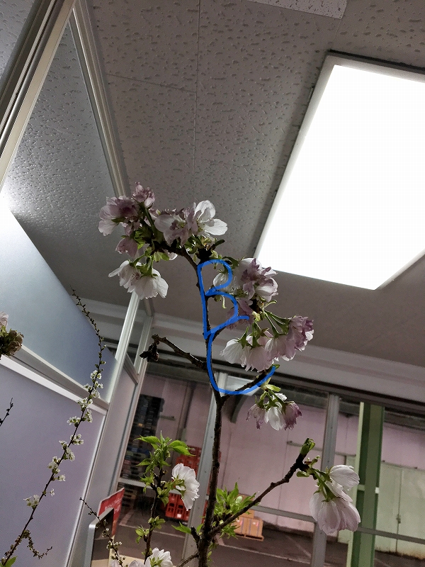 写真 2018-04-06 15 45 49(BC)