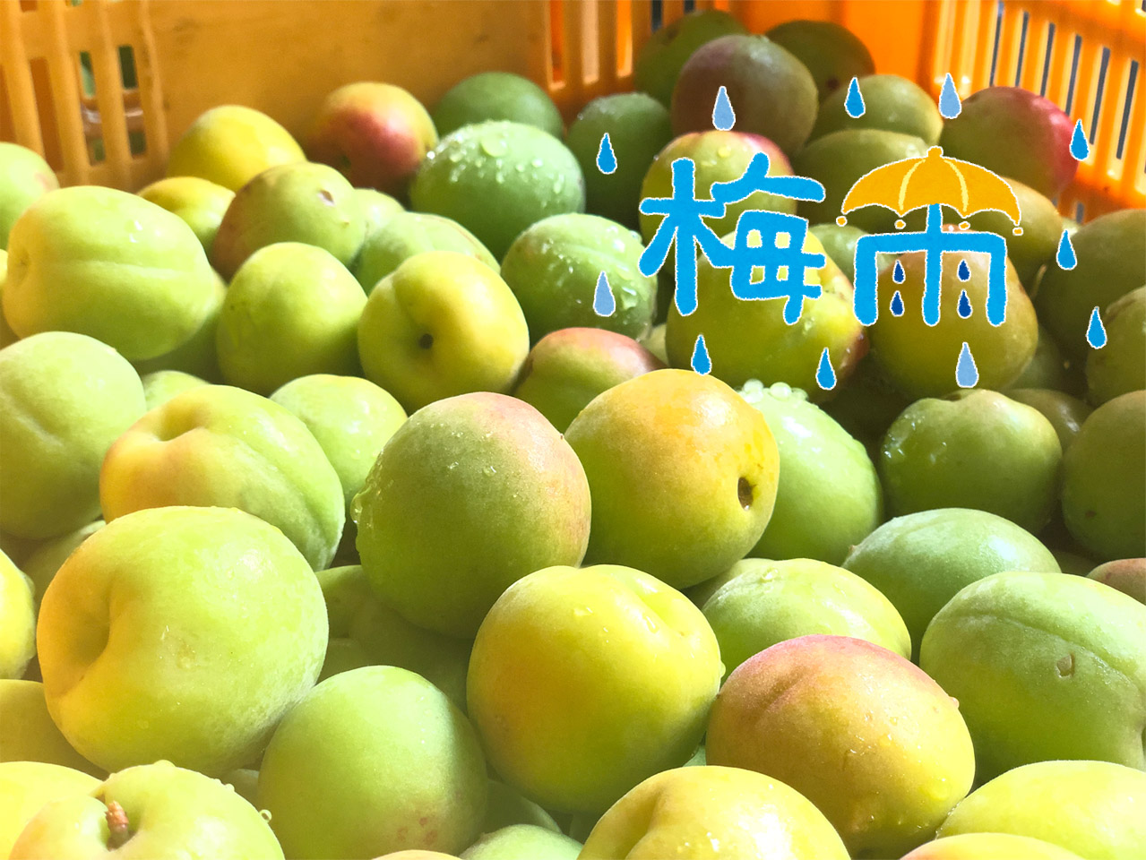 梅雨的！梅の取り入れ方