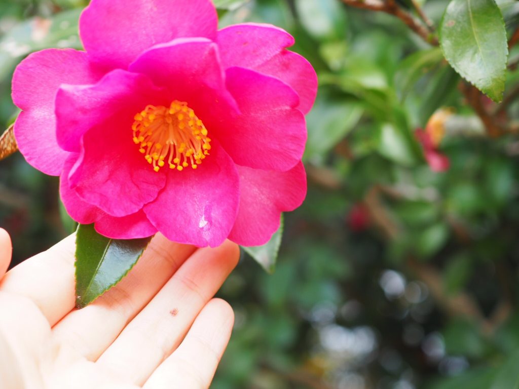 山茶花③
