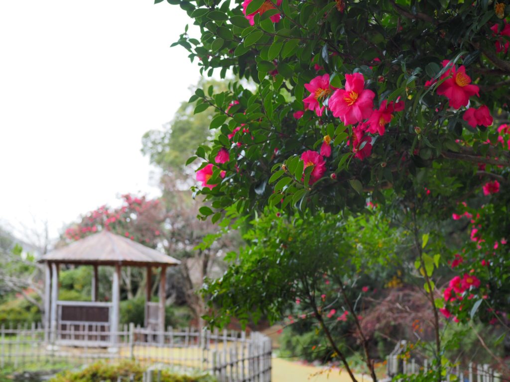 山茶花④