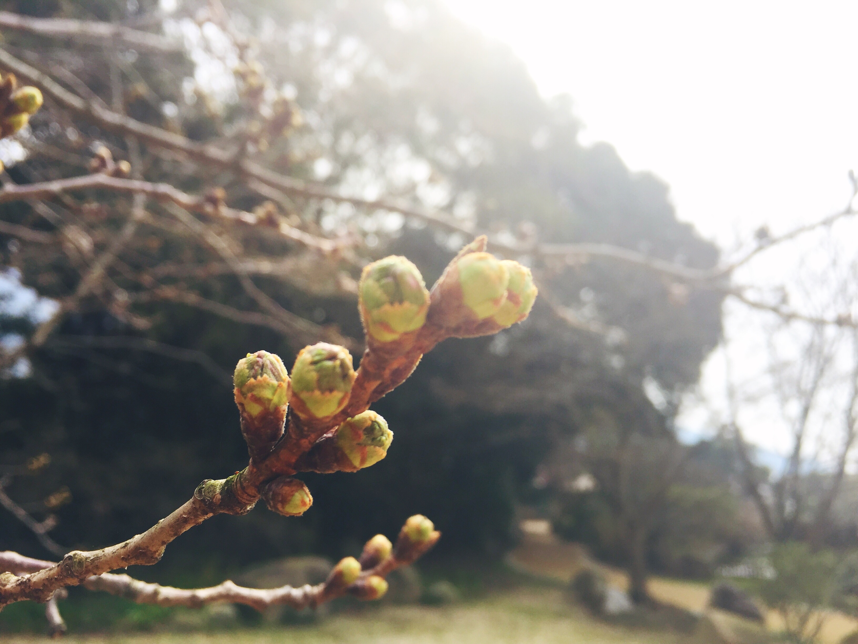 桜蕾