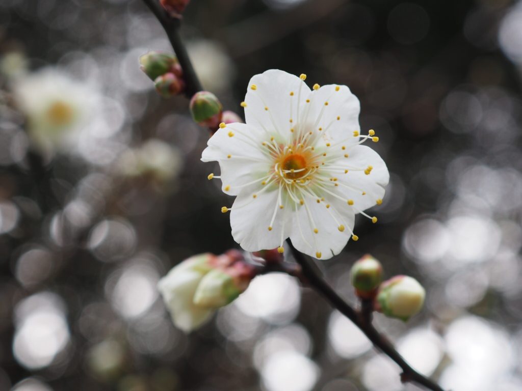 白梅
