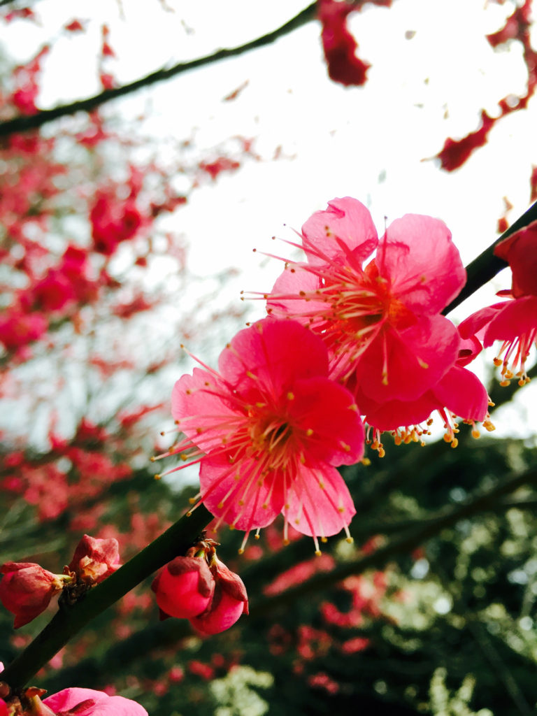 紅梅2