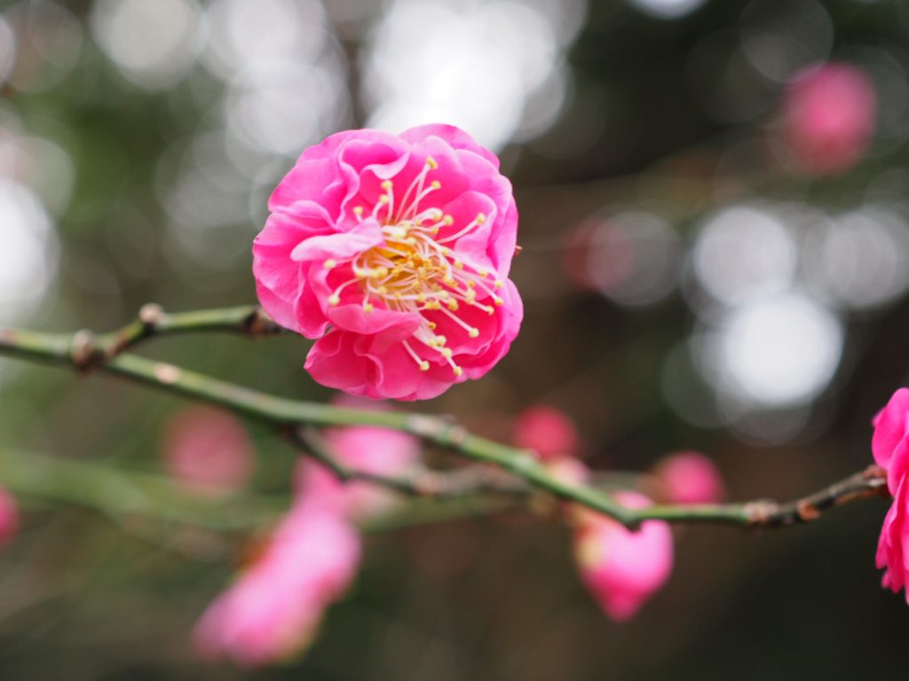 紅梅②